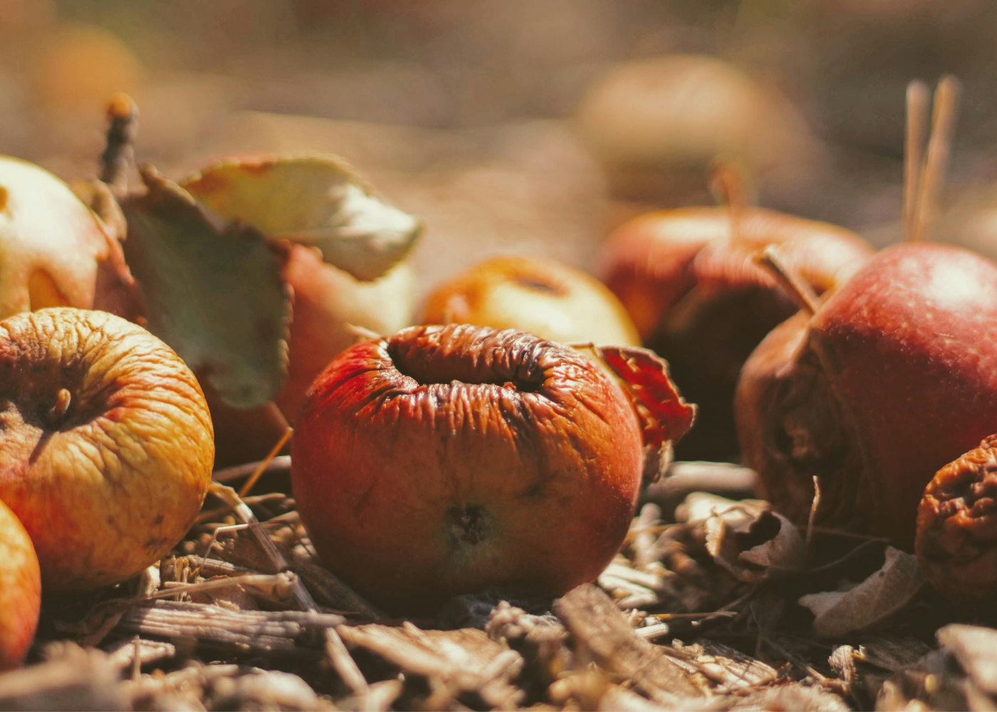 Lebensmittelverschwendung