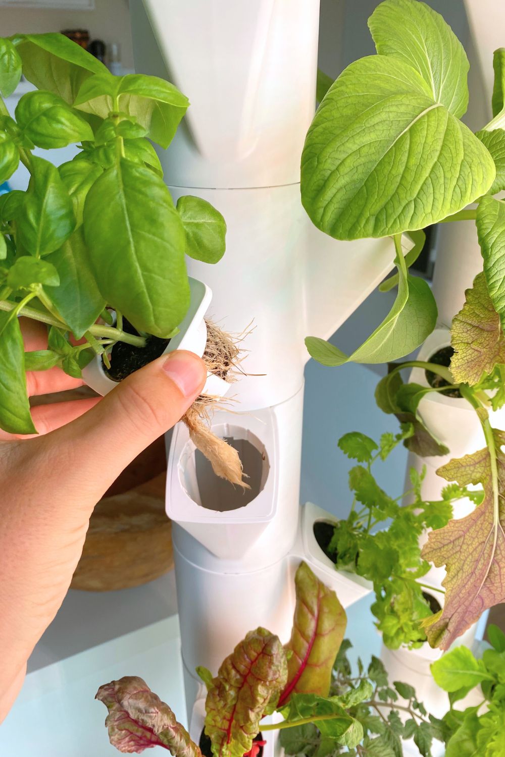 Hydroponic substrates compared: Which is best for your indoor garden? –  Everleaf, image size:1000x1500
