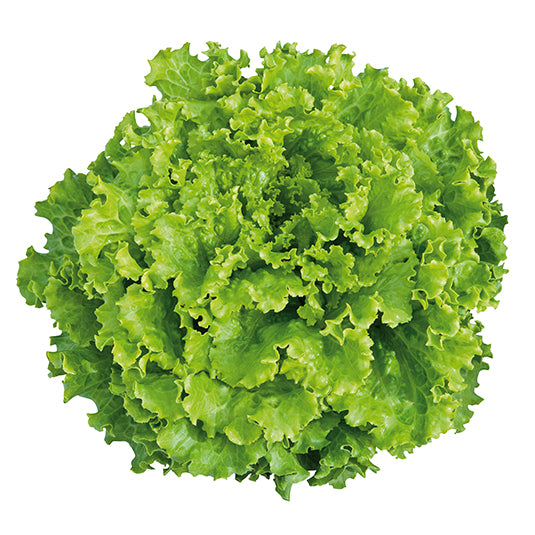 Batavia Lettuce