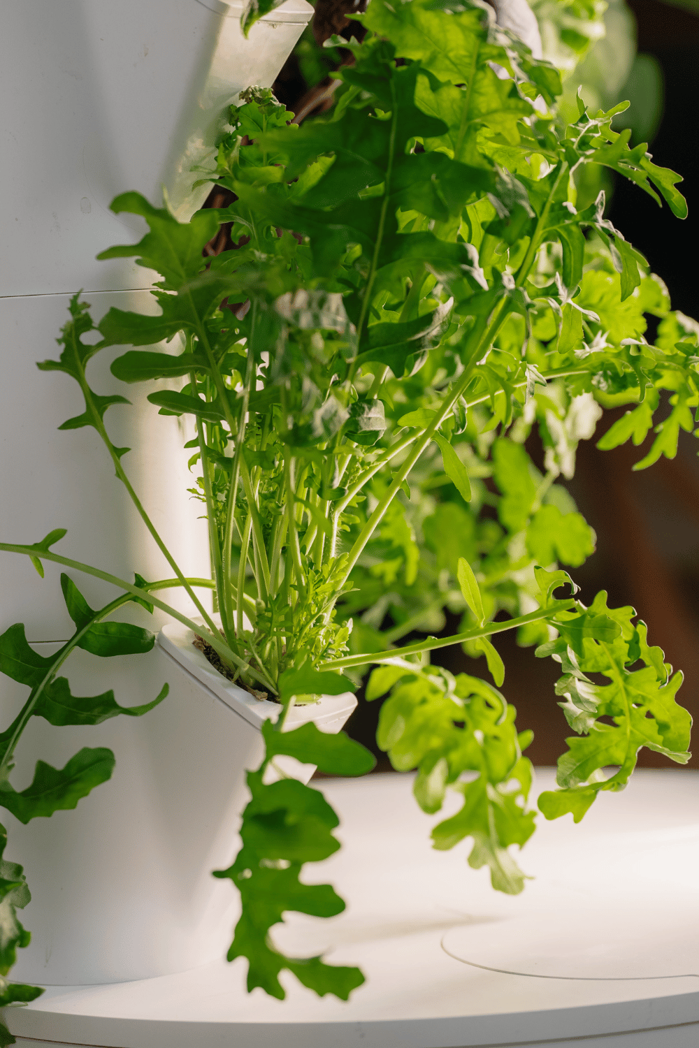 Rucola im Everleaf Garden