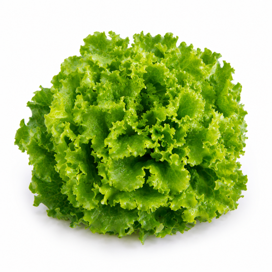 Bataviasalat Everleaf