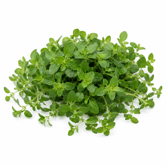 Oregano Everleaf