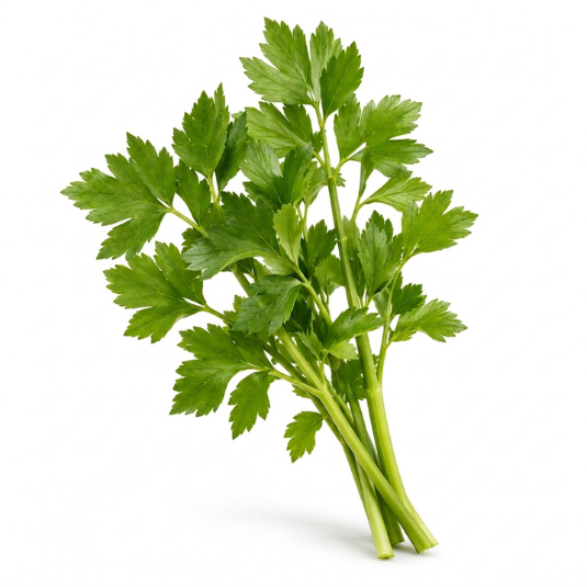 Liebstöckel