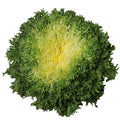 Endivie