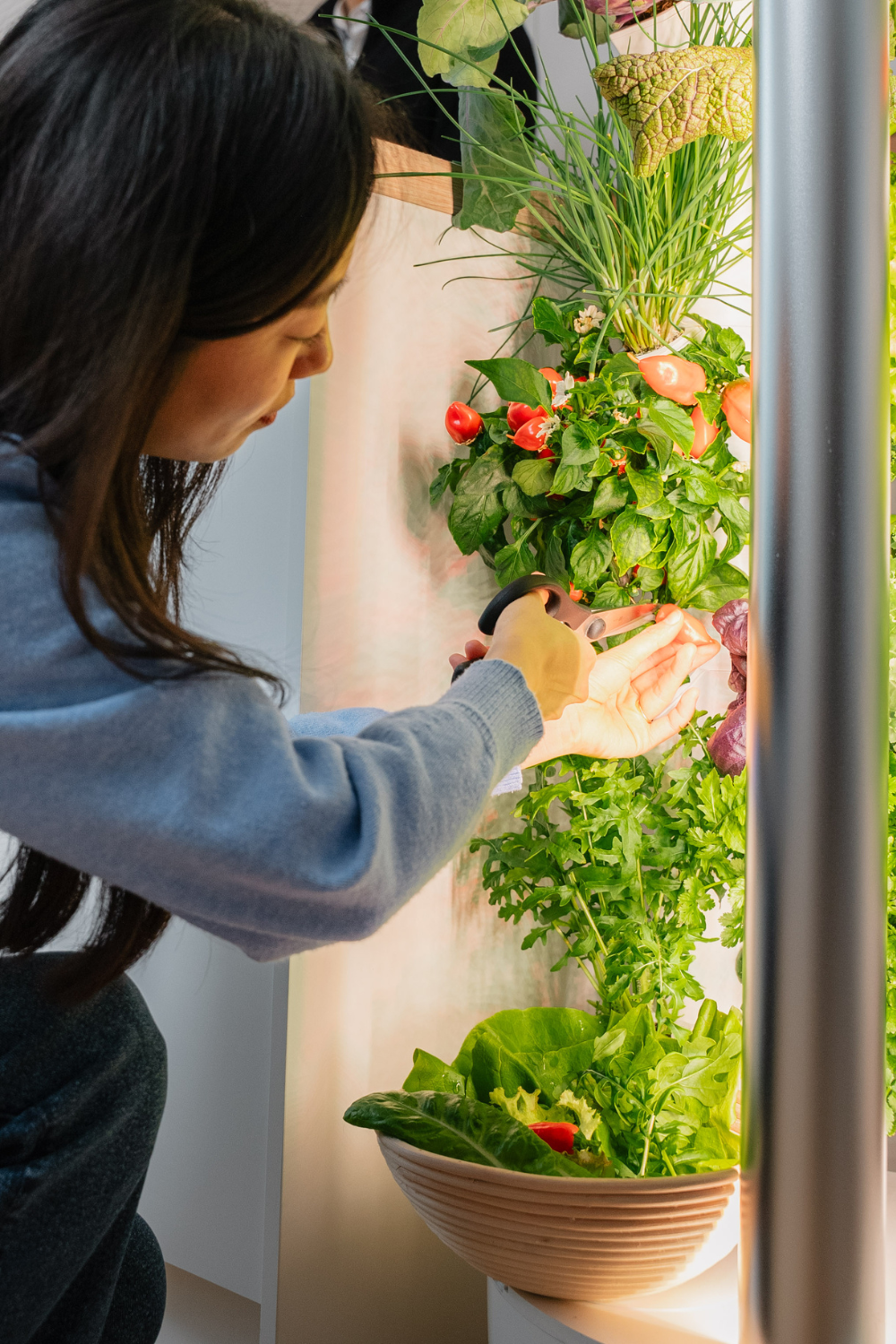 Frau beim Ernten Indoor Garten