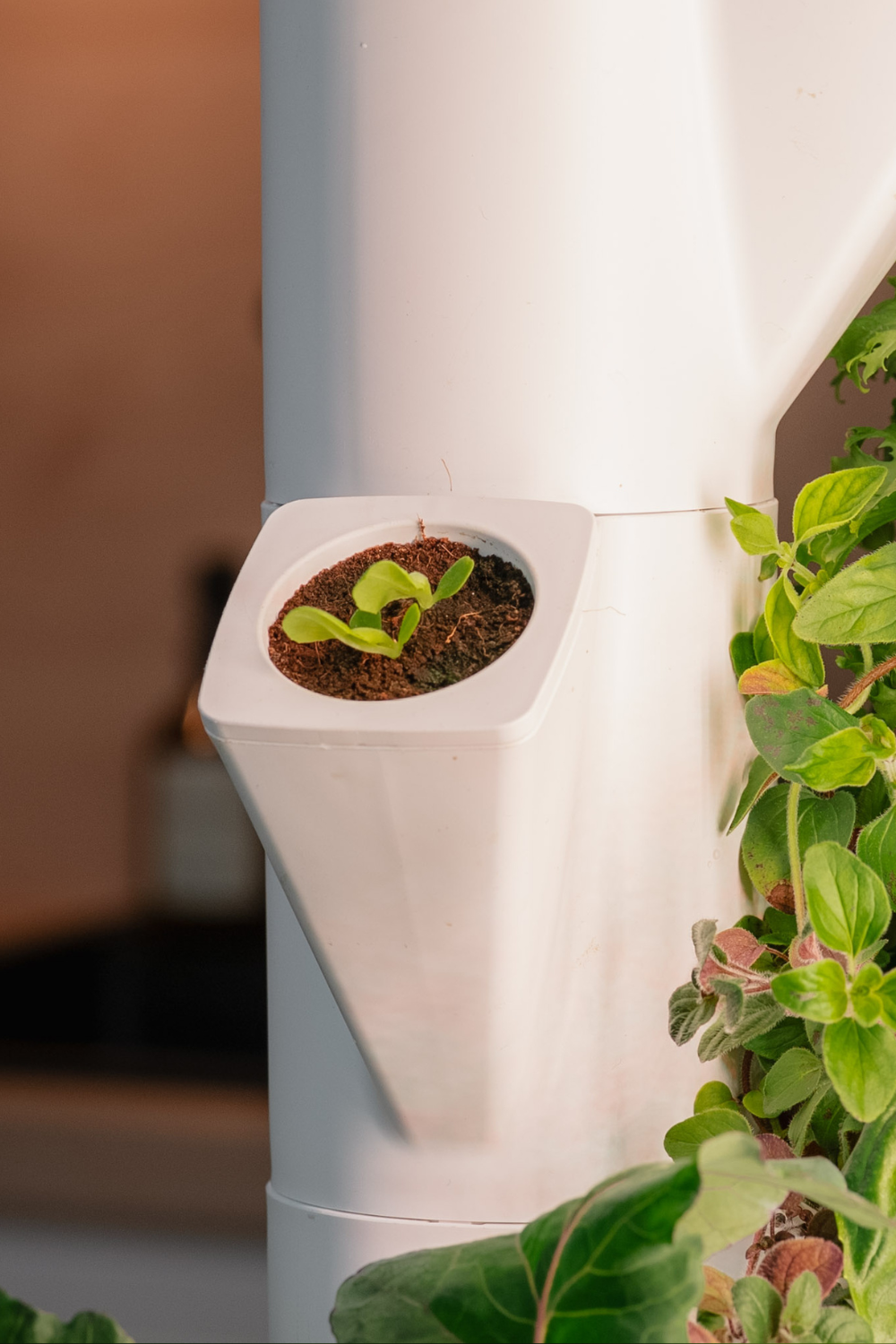 Keimgarantie Everleaf Indoor Garten
