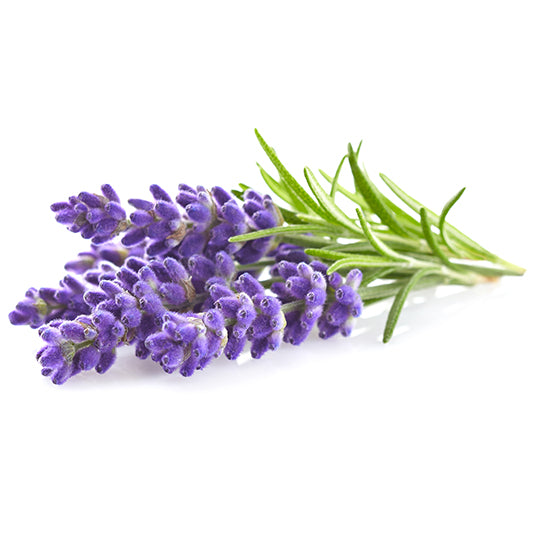 Lavendel