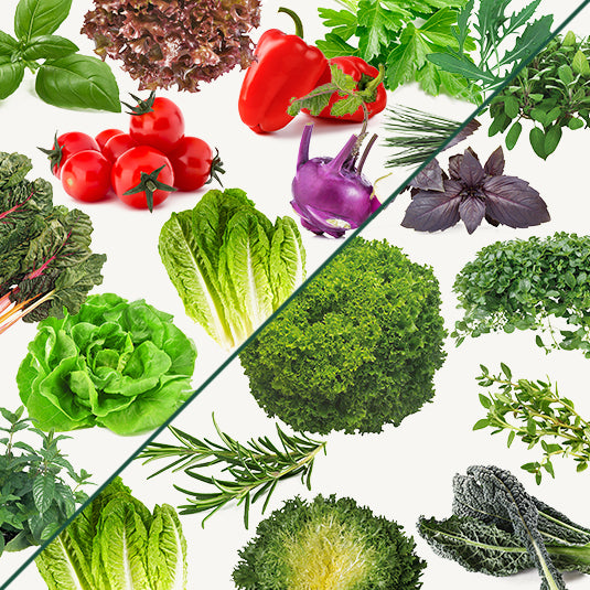 Mediterran Mix (24 Stück)