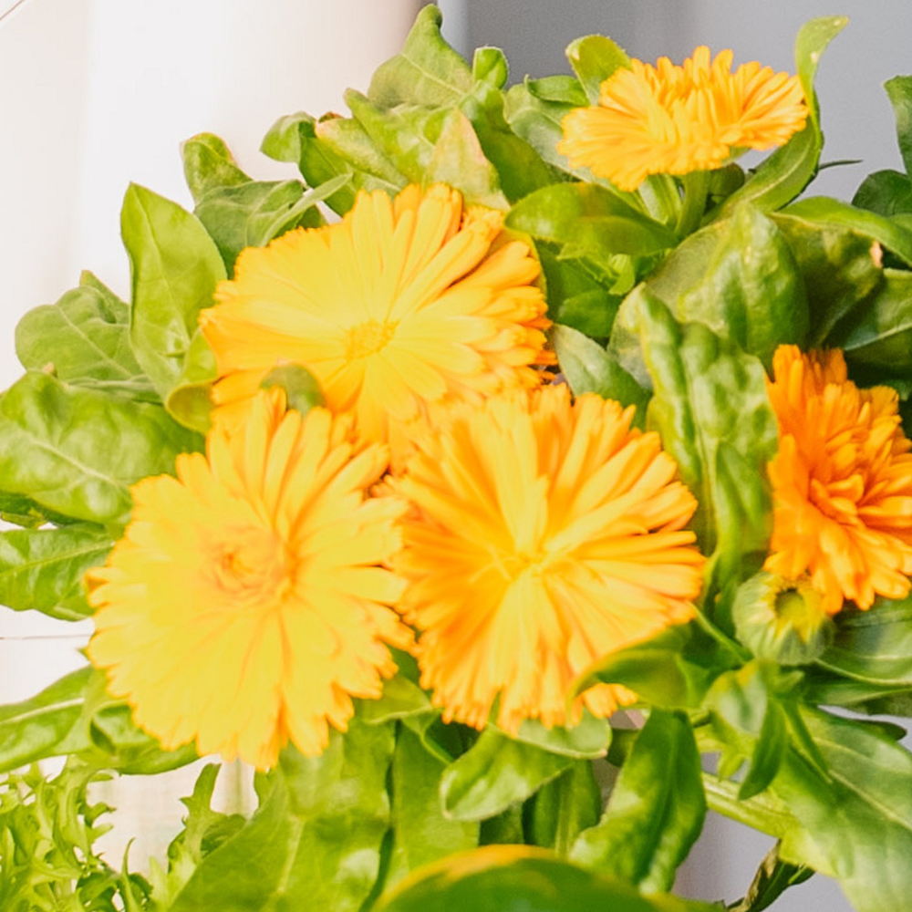 blumen