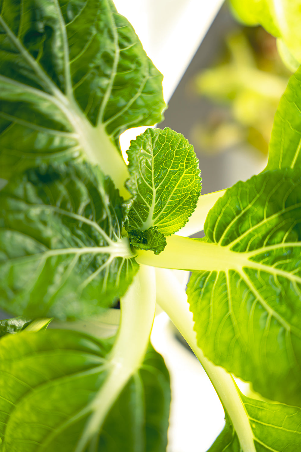 Pak Choi