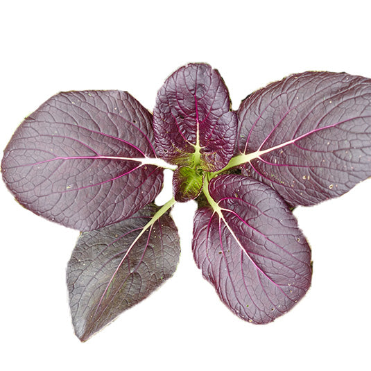 Pak Choi rot