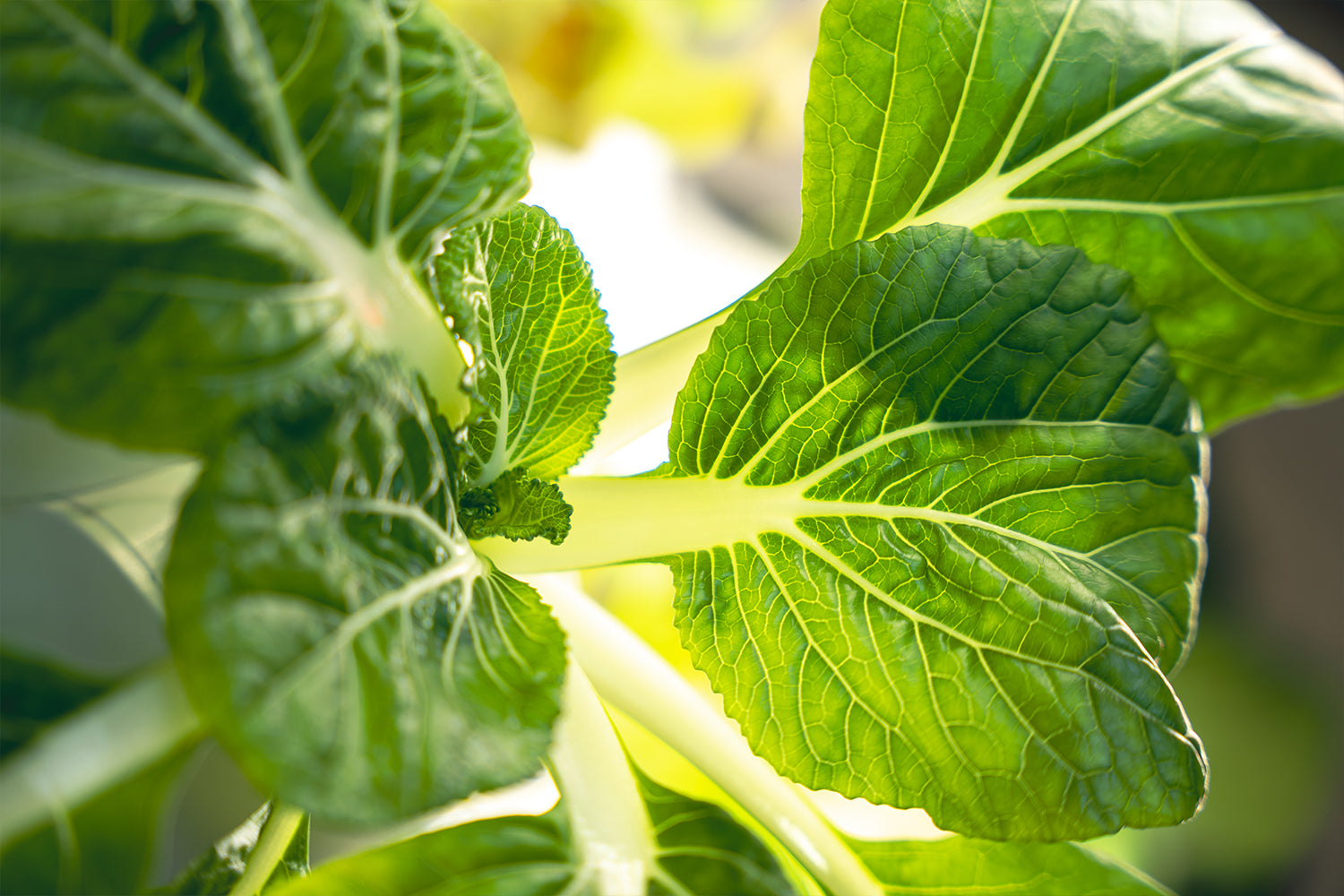 Pak Choi