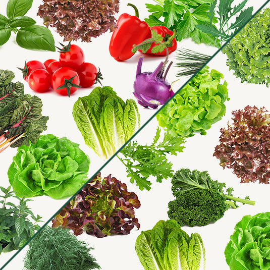 Salat Mix (24 Stück)