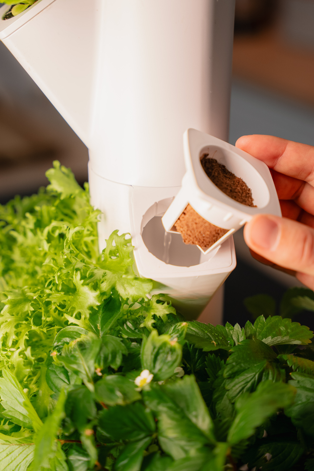 Substrat Hydroponik Everleaf