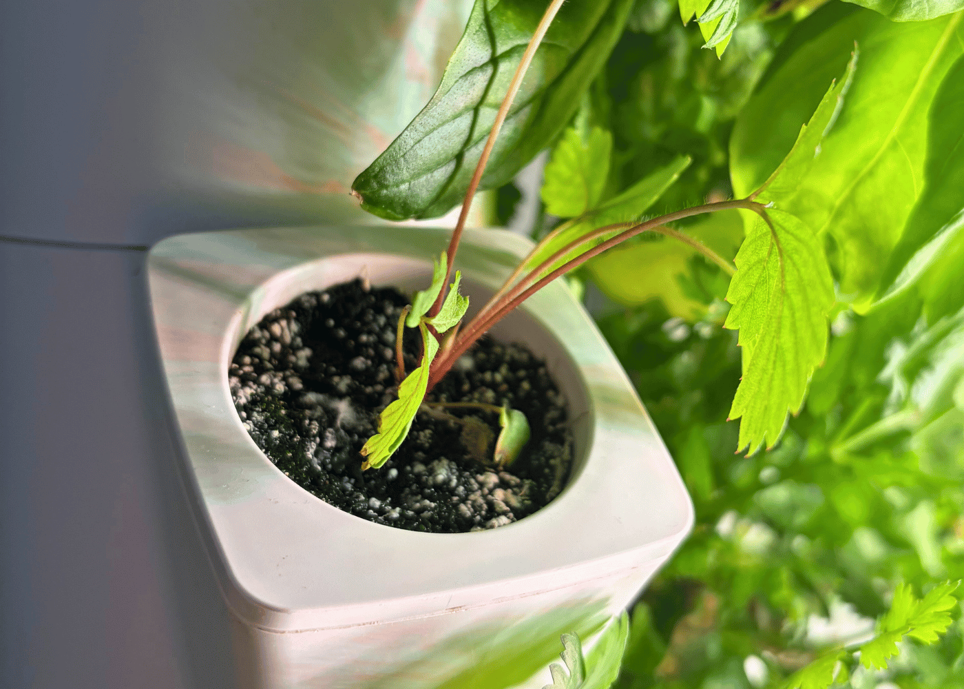 Schimmel Hydroponik?