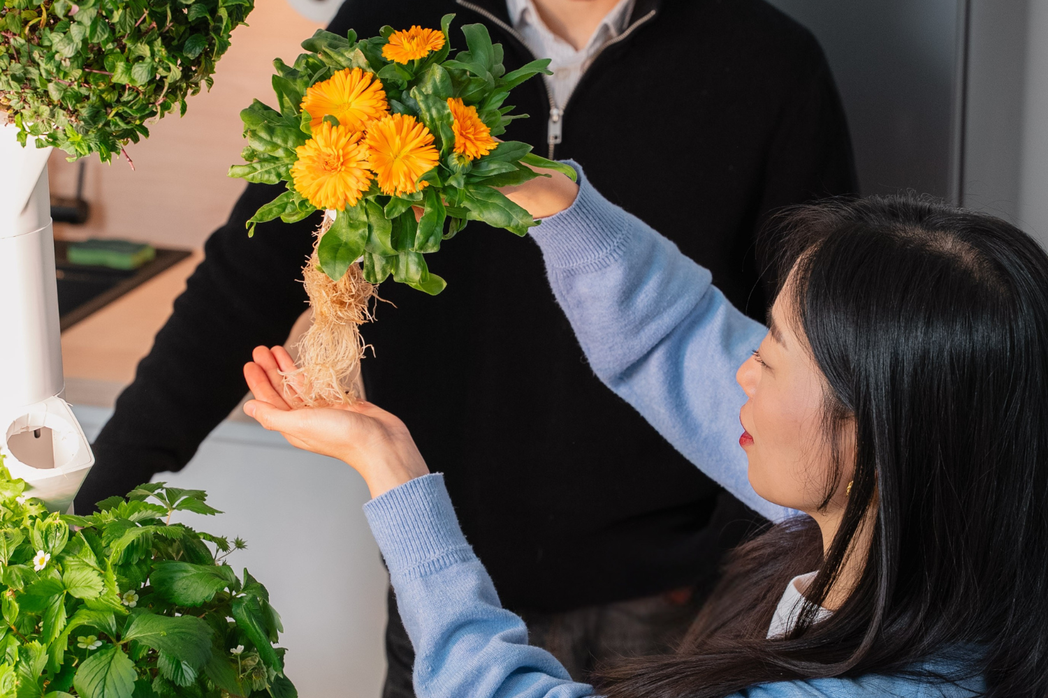 Pflanzen platzieren im Indoor Garten