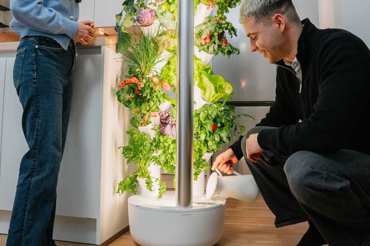 Pflege routine indoor garten