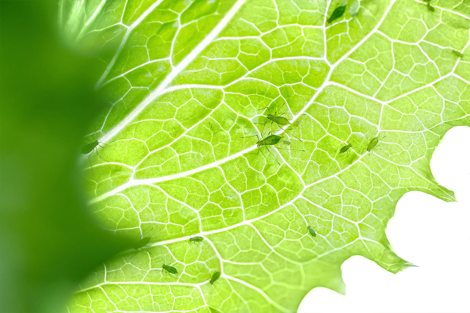 Schädlinge Hydroponik Indoor Garten