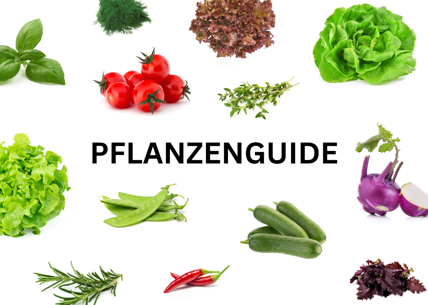 Pflanzenguide Pflegehinweise Everleaf