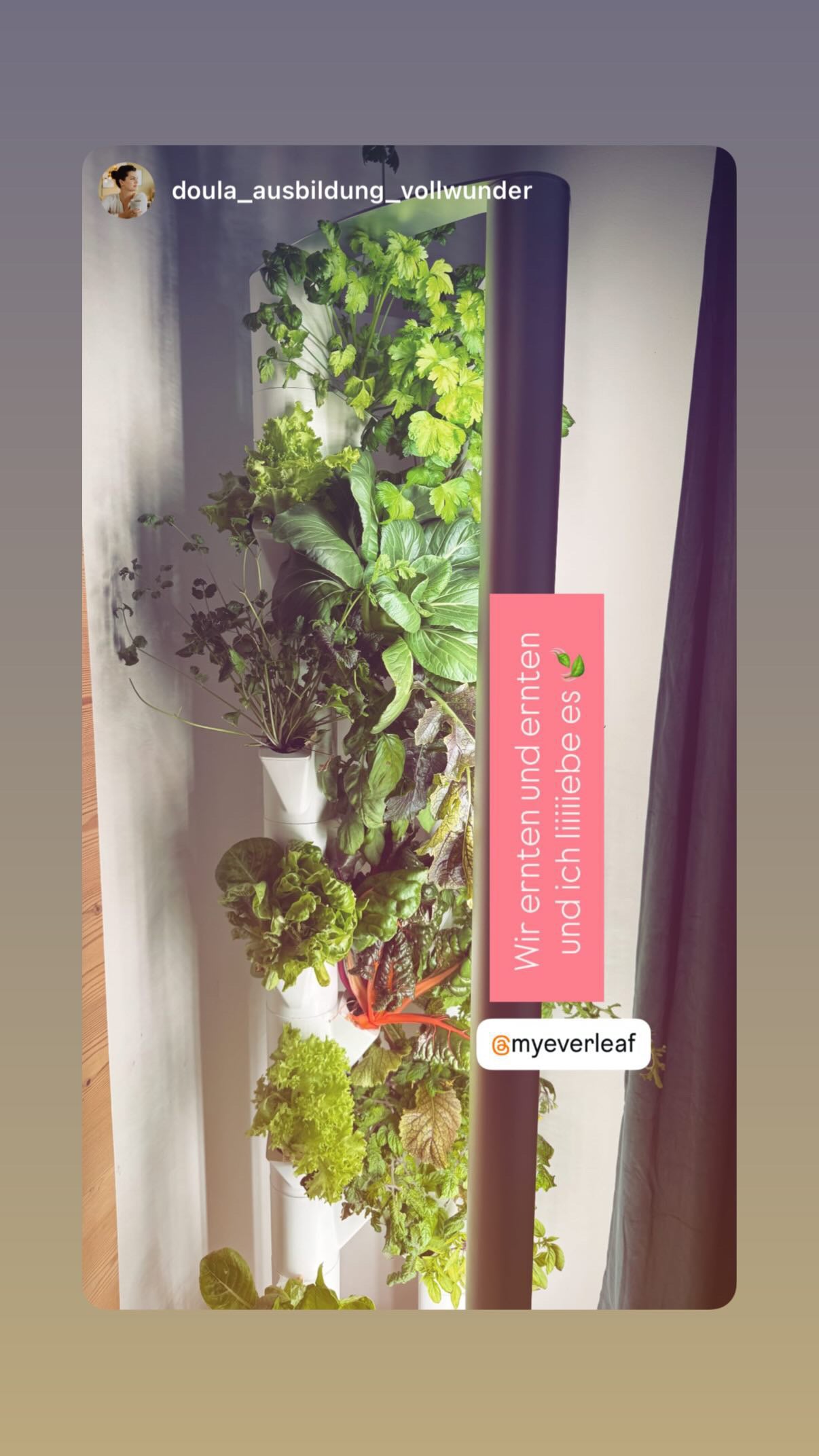 Community Kunde Everleaf Doula