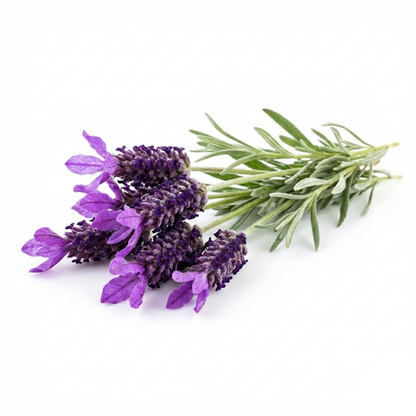 Lavendel Everleaf