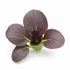 Pak Choi Rot Everleaf