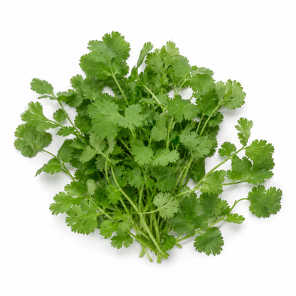 Koriander Everleaf