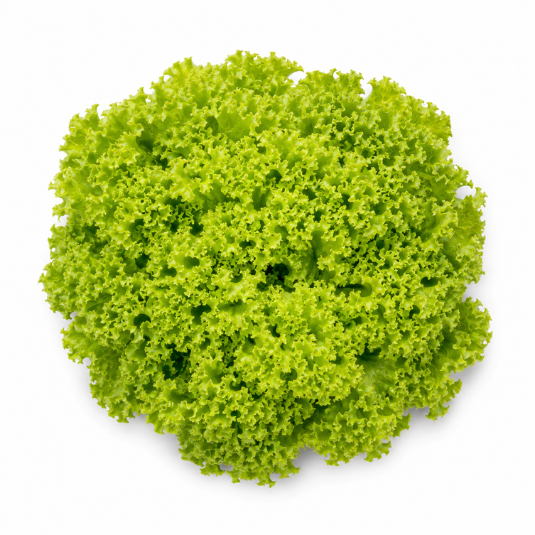 Lollo Bionda Everleaf
