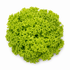 Lollo Bionda Everleaf