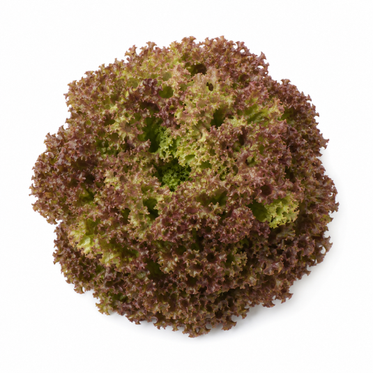 Lollo Rossa Everleaf