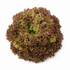 Lollo Rossa Everleaf