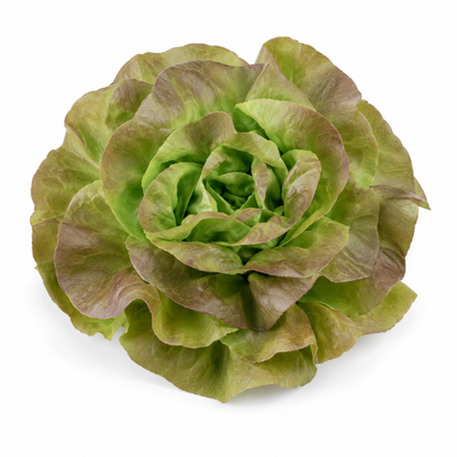roter Kopfsalat
