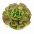 roter Kopfsalat
