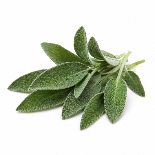Salbei