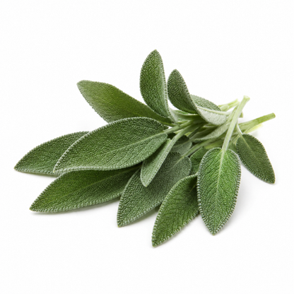 Salbei