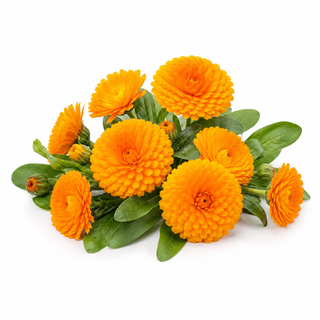 Ringelblume