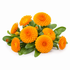Ringelblume