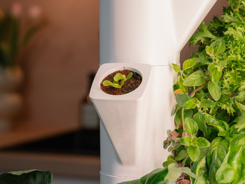 pflanzen im Everleaf