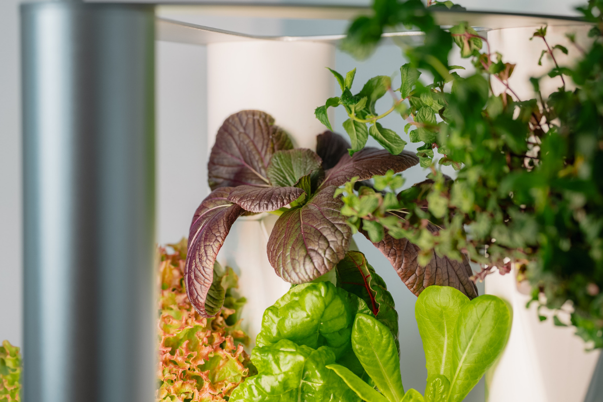 Pak choi im Everleaf Garden