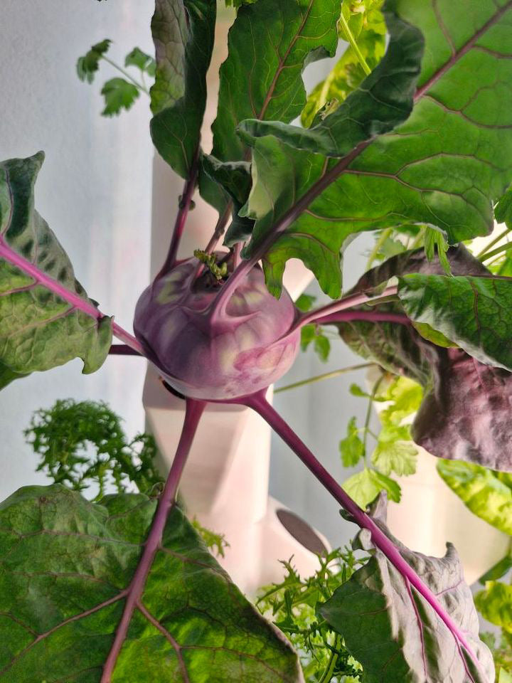 kohlrabi im Everleaf garden indoor garten