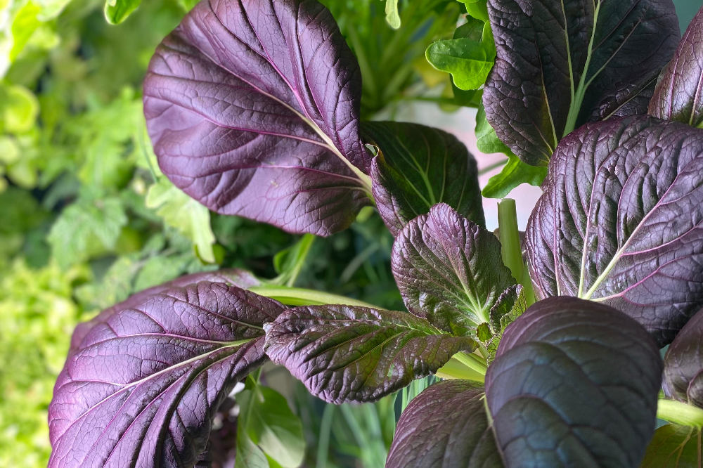 große ernte viel ertrag auf wenig raum im everleaf indoor garten