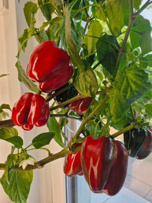 paprika wächst im everleaf indoor garten