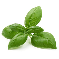 Basilikum