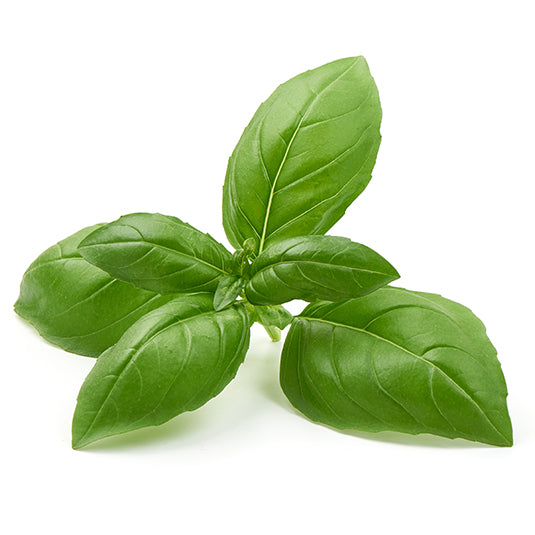 Pflanzen – Everleaf Pflanzen – Everleaf