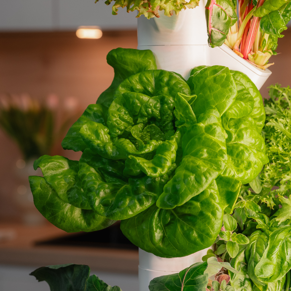 Salat Everleaf