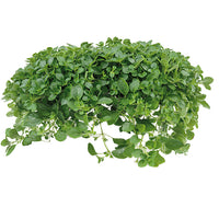 Oregano