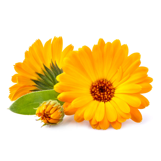 Everleaf Ringelblume Calendula