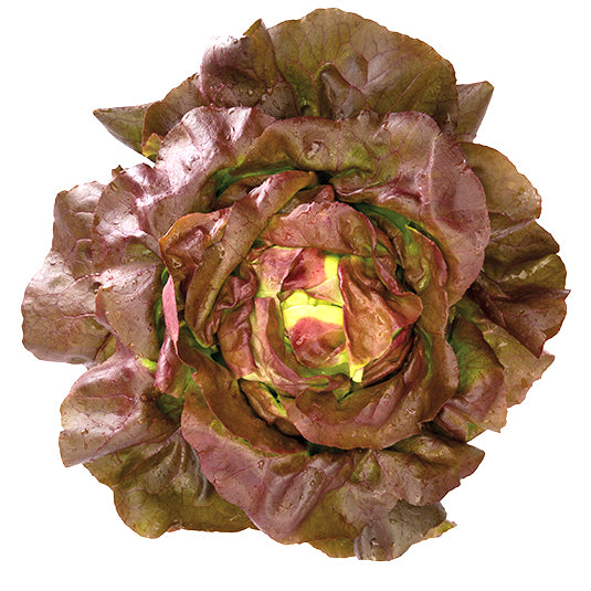 Roter Kopfsalat – Everleaf Roter Kopfsalat – Everleaf