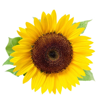 Sonnenblume