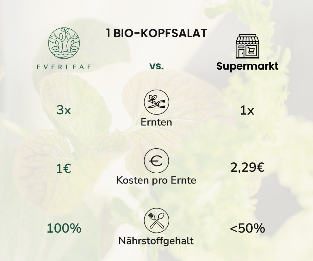 Everleaf Bio Kopfsalat im Vergleich zum Supermarkt